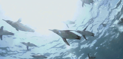 一群企鹅在大海里游泳gif图片