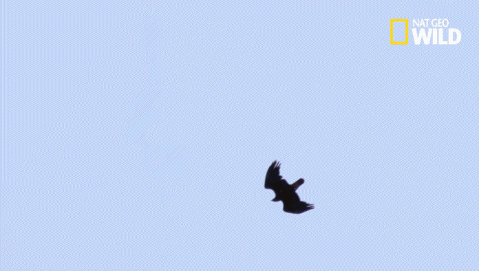 苍鹰在空中翱翔寻找猎物gif图片:苍鹰