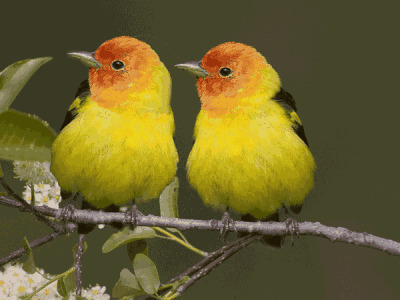 两只黄鹂不停的在树枝上唱歌gif图片