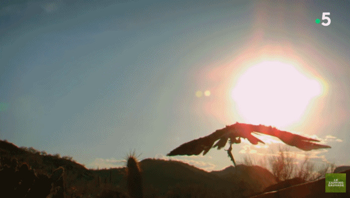 夕阳西下一只苍鹰在空中翱翔gif图片