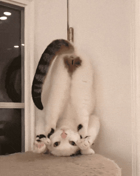 猫猫这耍的是啥姿势动态图片:猫猫