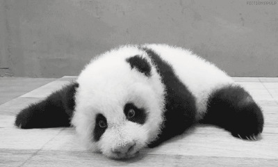 懒洋洋的呆萌小熊猫gif图片:熊猫