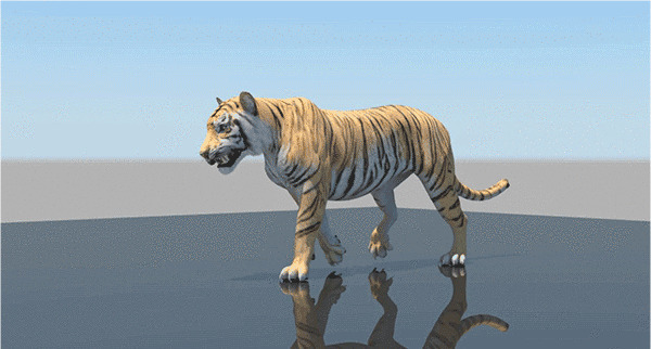 老虎威风的走路姿势动态图片:老虎