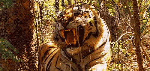 凶猛老虎呲牙咧嘴动态图片:老虎