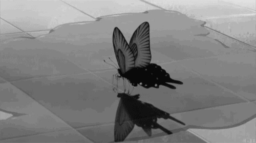 一只黑色的蝴蝶落在了地板上gif图片:蝴蝶
