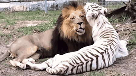 狮子与老虎在一起和谐相处gif图片:狮子