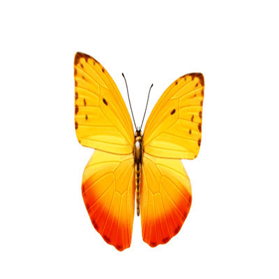 蝴蝶挥舞翅膀动态素材图片:蝴蝶