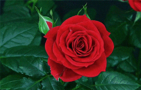 一朵慢慢盛开的红玫瑰爱情的象征gif图片:玫瑰