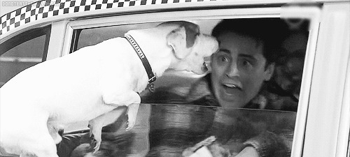 一只小狗狗趴在车窗前恐吓主人gif图片:小狗狗