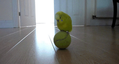 一只黄色的鸟儿踩在网球上玩耍gif图片
