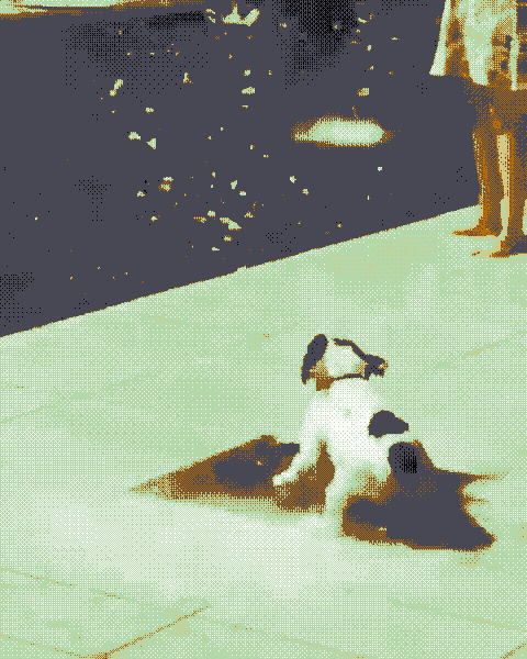 可爱的小狗狗在喷泉上喝水gif图片:小狗狗