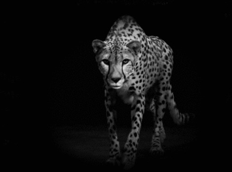 一只在夜间行走的长腿豹子gif图片