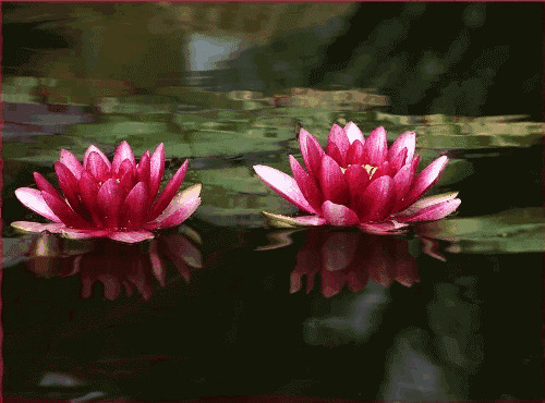 池塘美丽的睡莲gif图片