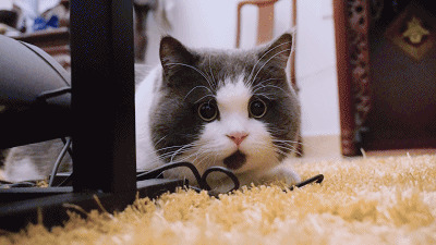 一只可爱的猫猫瞪着眼睛张着嘴gif图片:猫猫