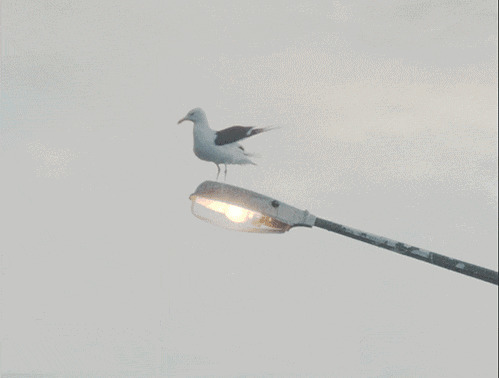 一只白色的鸽子落在了声控的路灯上gif图片