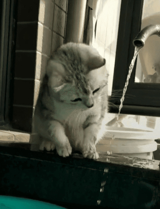 可爱的小猫咪趴在水龙头上喝水gif图片:猫猫