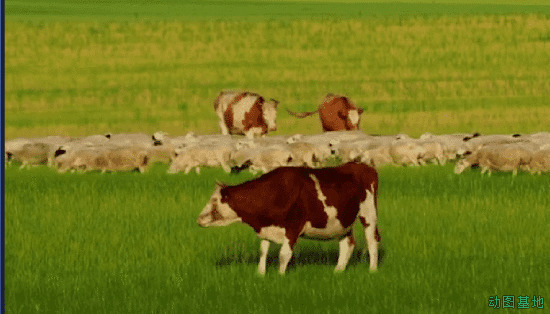 美丽的大草原上成群的牛羊gif图片