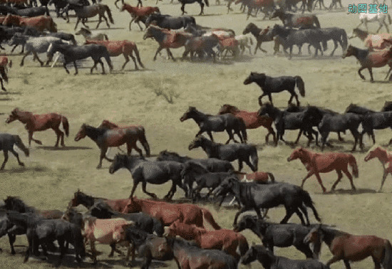 草原上成千上万的马匹在奔跑gif图片