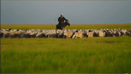草原牧民骑着骏马放羊gif图片