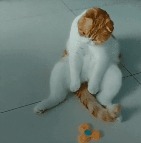 可爱的小猫咪蹲在地上用尾巴玩玩具gif图片:小猫咪