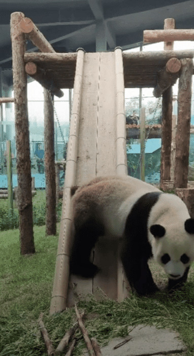 可爱的大熊猫滑滑梯gif图片:大熊猫