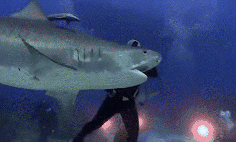 潜水员在海底掰开大鲨鱼的嘴gif图片:潜水员,鲨鱼