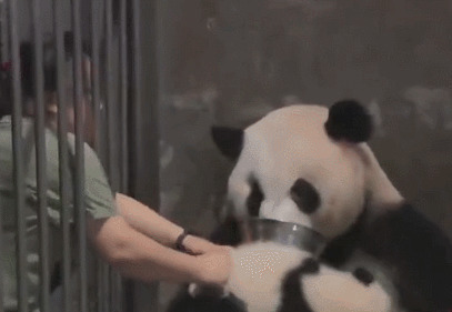 给大熊猫喂食动态图片:大熊猫