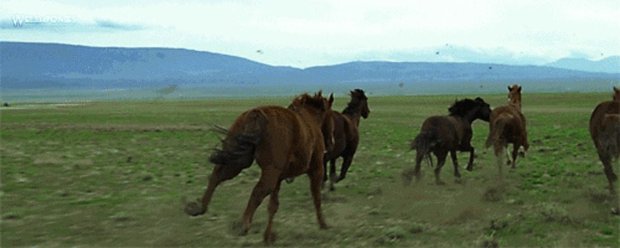 英俊的马儿在草原上狂奔gif图片:骏马