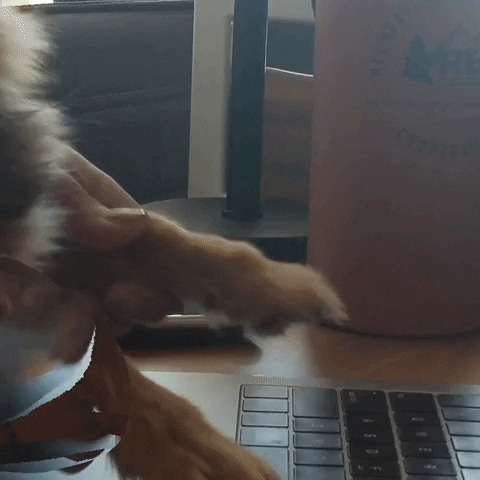 小狗狗的爪子不停的敲击键盘gif图片:小狗狗