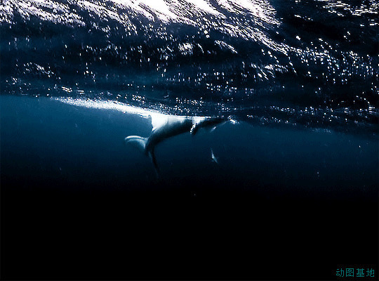 大鱼在海洋中矫健身姿gif图片:鲨鱼
