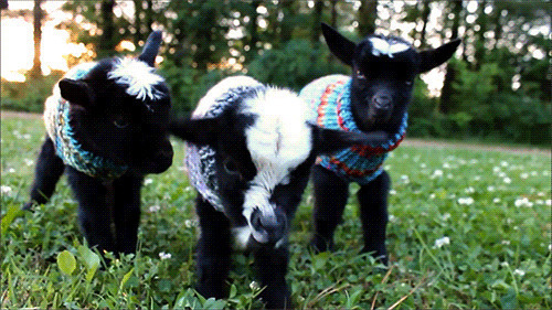 在草地上吃草的黑色小山羊穿着毛衣GIF图片