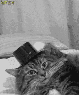 小猫咪摘到帽子向你敬礼GIF图片