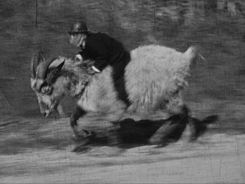 猴子骑着大山羊在马路上奔跑GIF图片
