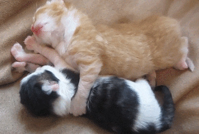 两只猫咪睡觉姿势呆萌又可爱gif图片:猫猫