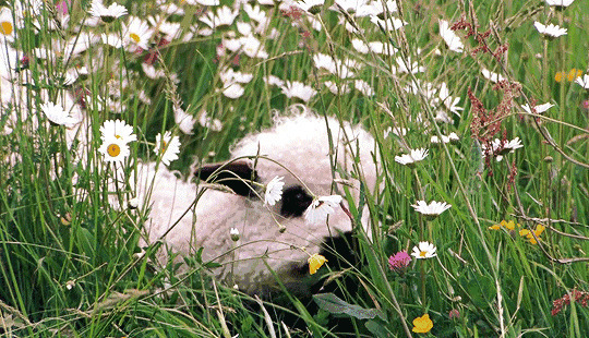 一只小绵羊在花丛中吃草gif图片