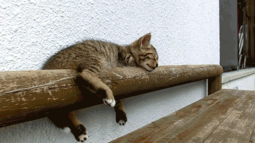 小喵喵不小心掉下桌子gif图片:猫猫