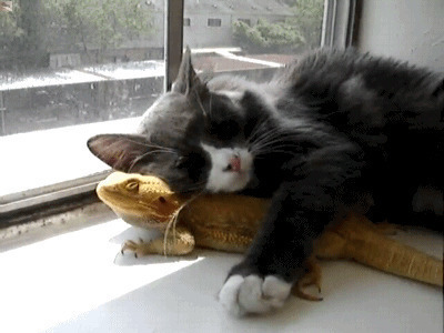 可爱的小猫咪趴在阳台上抱着壁虎睡觉GIF图片