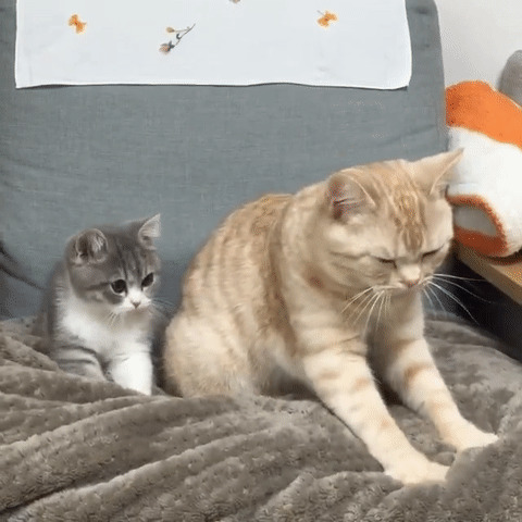 两只可爱的小猫咪卧在沙发上gif图片:小猫咪