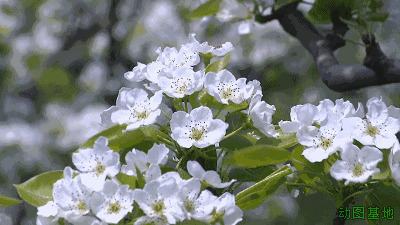 白色花香动态图片