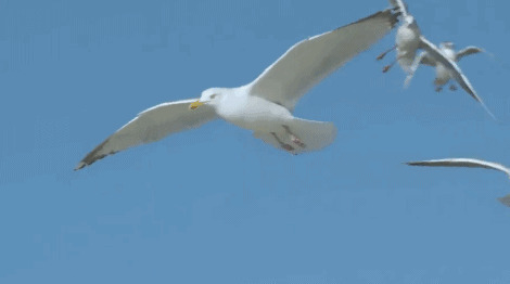 海鸥展翅飞翔动态图片:海鸥