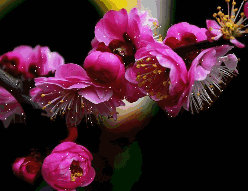 春天唯美的梅花动态图片素材:梅花