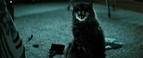 黑猫晚上叫声凄惨动态图片