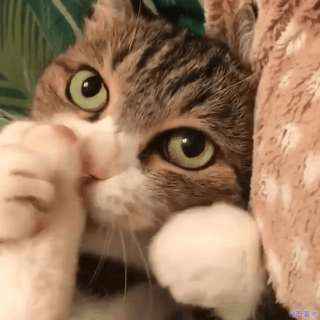 可爱的小猫咪吃脚的表情gif图片:小猫咪