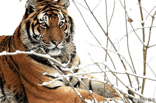 雪地里的东北虎等待着猎物的出现gif图片
