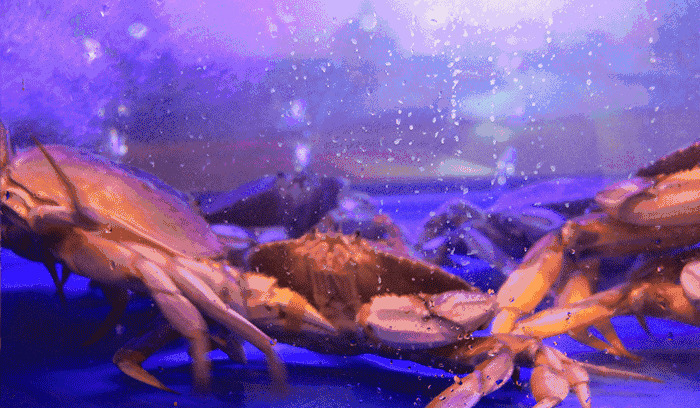 美味的阳澄湖大闸蟹横着走路gif图片