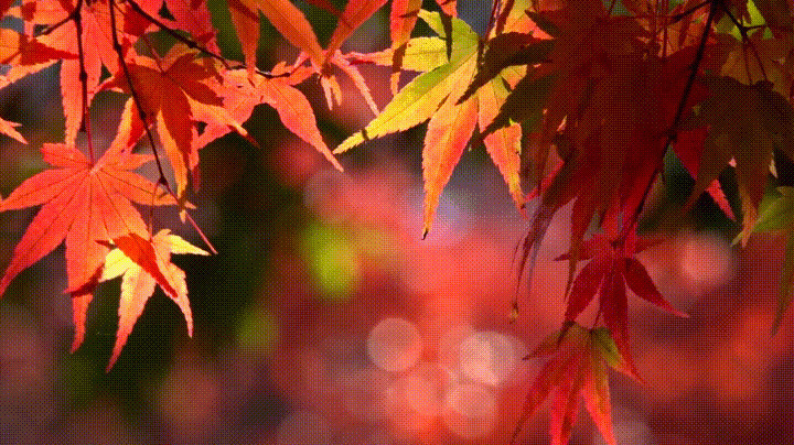 香山上的片片红叶唯美动态图:红叶,枫叶