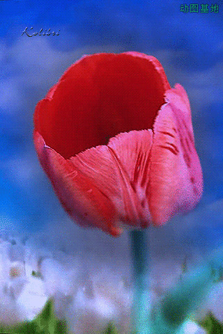 一朵唯美的玫瑰花gif图片:玫瑰花