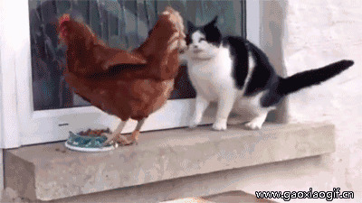 打你这个抢食的鸡gif图片:猫猫,母鸡