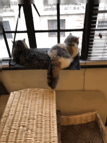 两只猫咪蹲在阳台上不停的摇尾巴gif图片