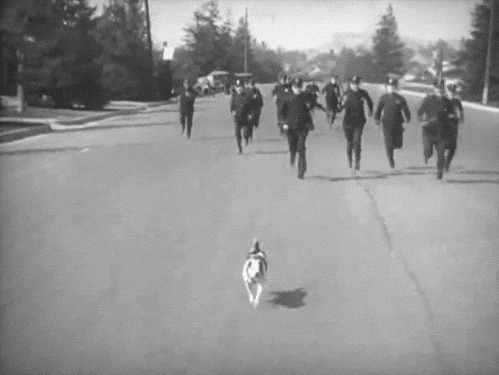一群警察在大街上追着一群狗狗奔跑gif图片